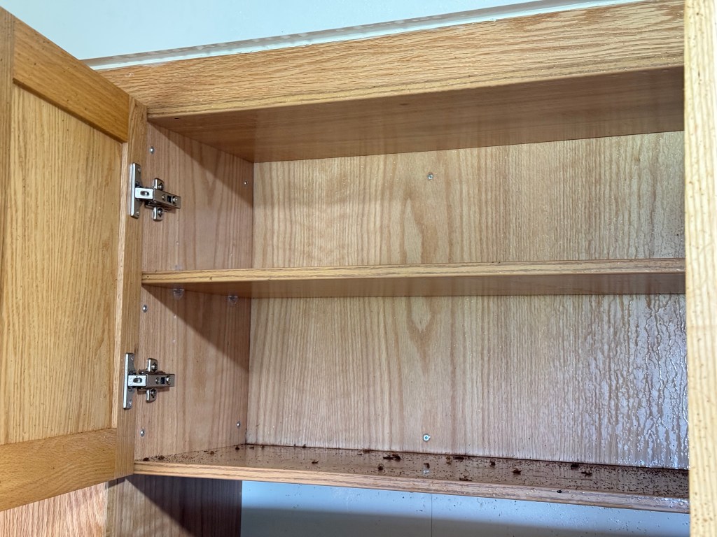 Cockroach Treatment - Cockroach on the Kitchen cabinet