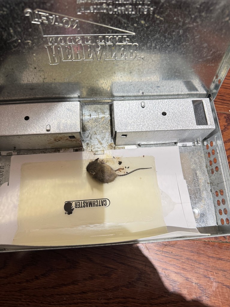 Mice Control Service - Caught mice on Tint Cat